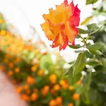 Sant'anna Bed & Breakfast 3*